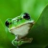 greenfrogs813